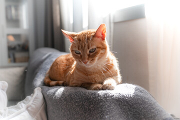 brown tabby cat with green eyes lying on a sofa under the light of the window