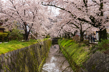 春・哲学の道・京都