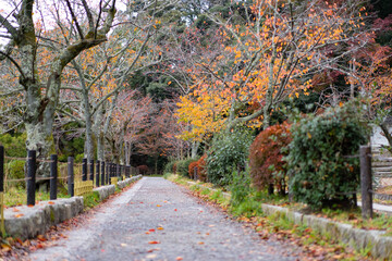 秋・哲学の道・京都