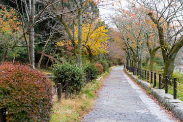 秋・哲学の道・京都