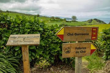Tea plantation trails, Sao Miguel island, Azores travel destination.