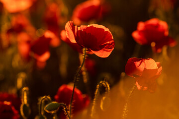 Fototapeta na wymiar selective focus. Poppy field in the rays of the setting sun. Nature, desktop wallpapers. Red petals lit by the sun. Unopened buds and shaggy stems. Blurred background
