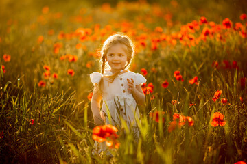 selective focus. Poppy field in the rays of the setting sun. Nature, desktop wallpapers. Red petals...