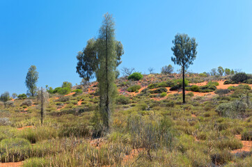 Fototapeta premium desert oak and brush in outback