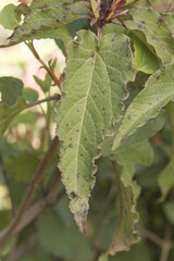 Cistus populifolius, male deer rockrose leaves buds red green stems young spring shoots on deep green defocused background