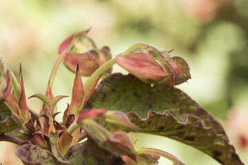 Cistus populifolius, male deer rockrose leaves buds red green stems young spring shoots on deep green defocused background