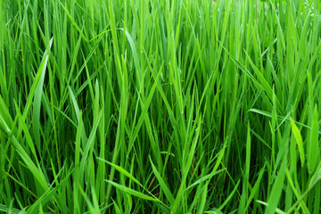 Fototapeta na wymiar Fresh summer green bright juice texture of grass