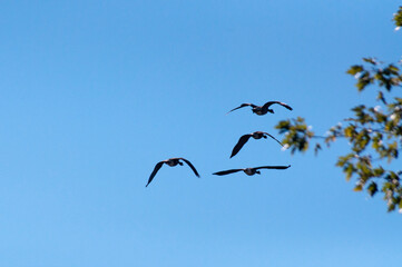 birds in flight