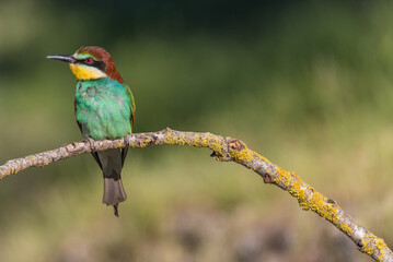 The European bee-eater (Merops apiaster) is a richly-coloured bird of approximately 28 cm in length and a slightly downturned thin beak.