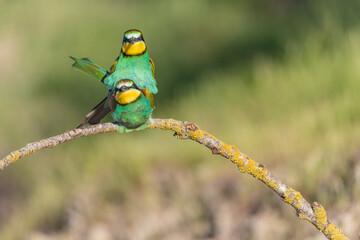 The European bee-eater (Merops apiaster) is a richly-coloured bird of approximately 28 cm in length and a slightly downturned thin beak.
