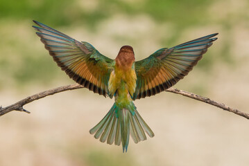 The European bee-eater (Merops apiaster) is a richly-coloured bird of approximately 28 cm in length and a slightly downturned thin beak.