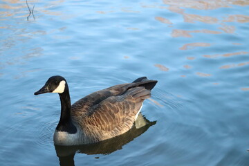 Goose 1 - Piedmont Park - Atlanta, GA