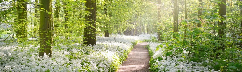 Pathway through the forest park. Blooming wild garlic (Allium ursinum). Stochemhoeve, Leiden,...