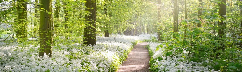 Pathway through the forest park. Blooming wild garlic (Allium ursinum). Stochemhoeve, Leiden, Netherlands. Picturesque panoramic spring scene. Travel destinations, ecotourism, ecology, nature, seasons