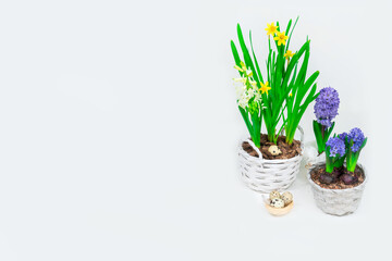 Easter banner. Beautiful yellow daffodils with blue hyacinths in baskets and a decorative hay nest with quail eggs inside. Easter table decoration.
