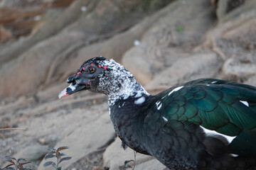 Duck 4 - Piedmont Park - Atlanta, GA
