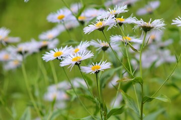 daisies in a field