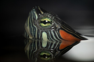 An image of Red Eared Turtle on background
