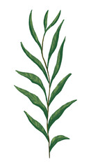 Green leaves branch. Colored field plant drawing. Hand drawn vector illustration. Botanical clipart isolated on white. Single element for design, postcard, print, decoration, sticker, typography.