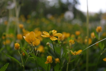 yellow flowers