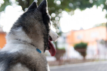 horizontal photo of husky dog ​​from behind looking into the park