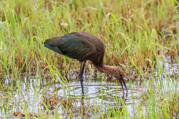 White-faced Ibis.(Plegadis chihi) wading in a swamp in Oklahoma