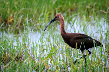 White-faced Ibis.(Plegadis chihi) wading in a swamp in Oklahoma