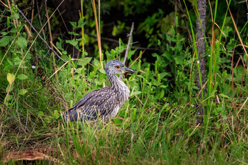 Juvenile Yellow-crowned Night Heron (Nyctanassa violacea) hiding in grass..