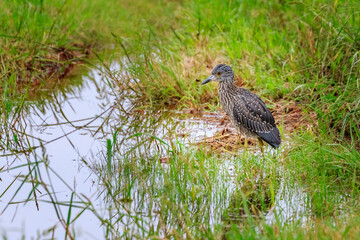Juvenile Yellow-crowned Night Heron (Nyctanassa violacea) hiding in grass..