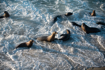Sea Lions on the rocks in San Diego, California.