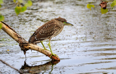Green Heron.(Butorides virescens) in brush on a lake shore in Oklahoma City