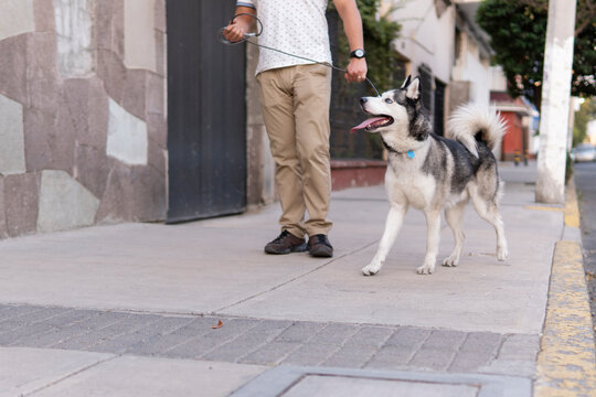 Husky Dog ​​taking A Walk On The Sidewalk With His Owner Taking The Leash