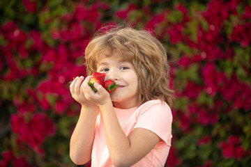 Kid eats fresh strawberry. Child eating strawberries.