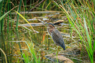Green Heron.(Butorides virescens) in brush on a lake shore in Oklahoma City