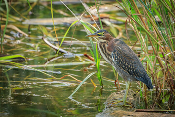 Green Heron.(Butorides virescens) in brush on a lake shore in Oklahoma City