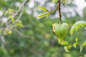 Annona muricata, soursop flower hanging from the tree with plague