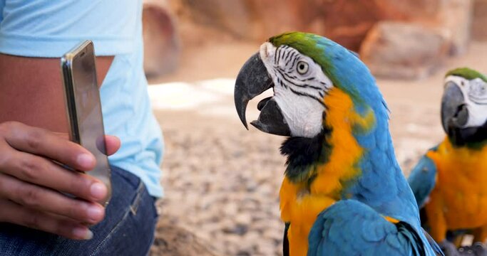 African macaw parrot looking at cell phone