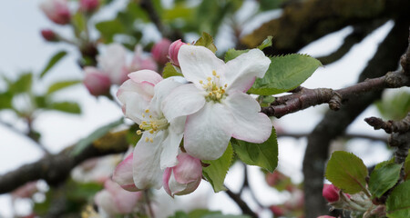 Détail d'une fleur blanche de pommier sauvage (Malus sylvestris)