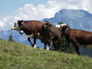 Cows in the high French mountains.