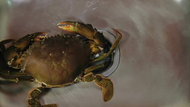 The live big mud crab in the sink is ready to be cooked.