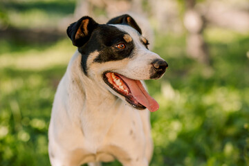 Medium shot of young white dog jack russell terrier with impressive muscles breathing with his tongue hanging out in the evening