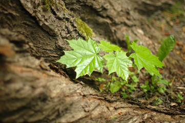 Young maple leaves on the bark of a tree
