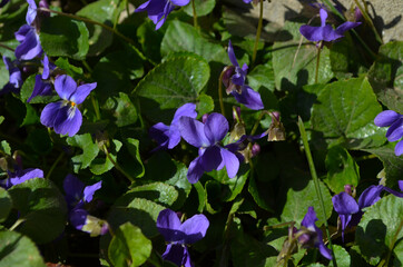 Spring nature common violets background. Viola Odorata flowers in the garden