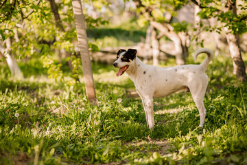 Young adorable white dog standing in garden on grass and enjoying his evening