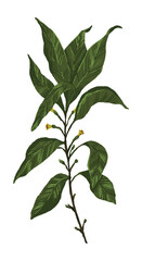 Green leaves branch. Colored field plant drawing. Hand drawn vector illustration. Botanical clipart isolated on white. Single element for design, postcard, print, decoration, sticker, typography.