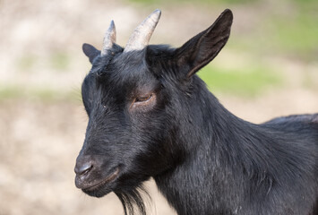 Head of a black pigmy goat, close up