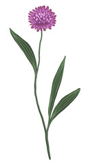 Centaurea cyanus, cornflower, bachelor's button. Colored field plant drawing. Hand drawn vector illustration. Botanical clipart isolated on white. Single element for design card, print, decor, sticker