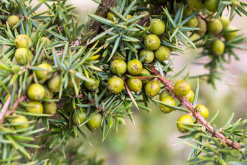 juniper berries