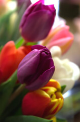 Fototapeta premium Colorful Tulips