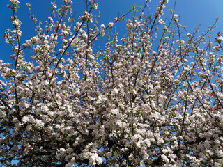 Floraison printanière du pommier sauvage ou boquetier (Malus sylvestris)